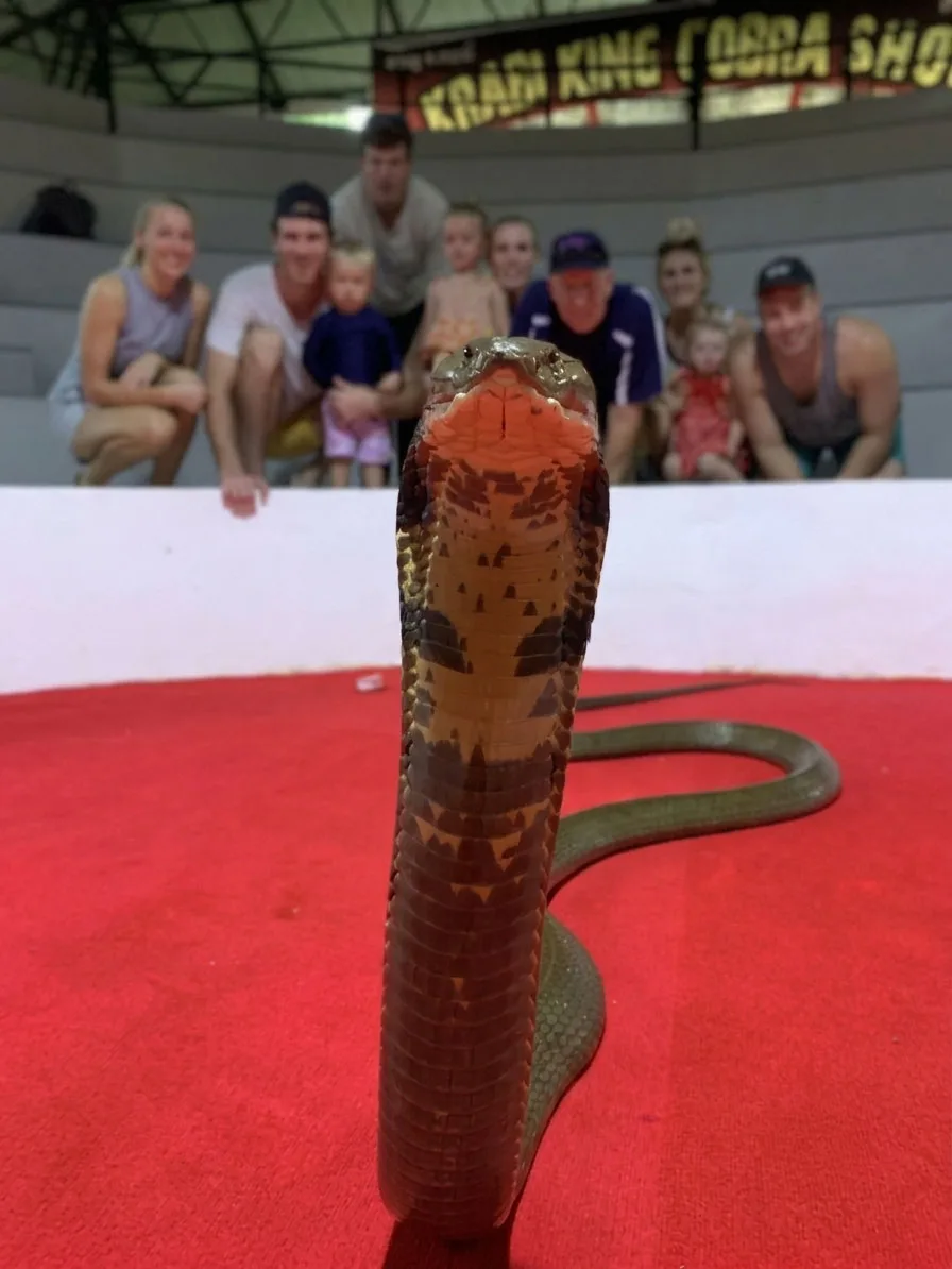 Spectacular Snake Show